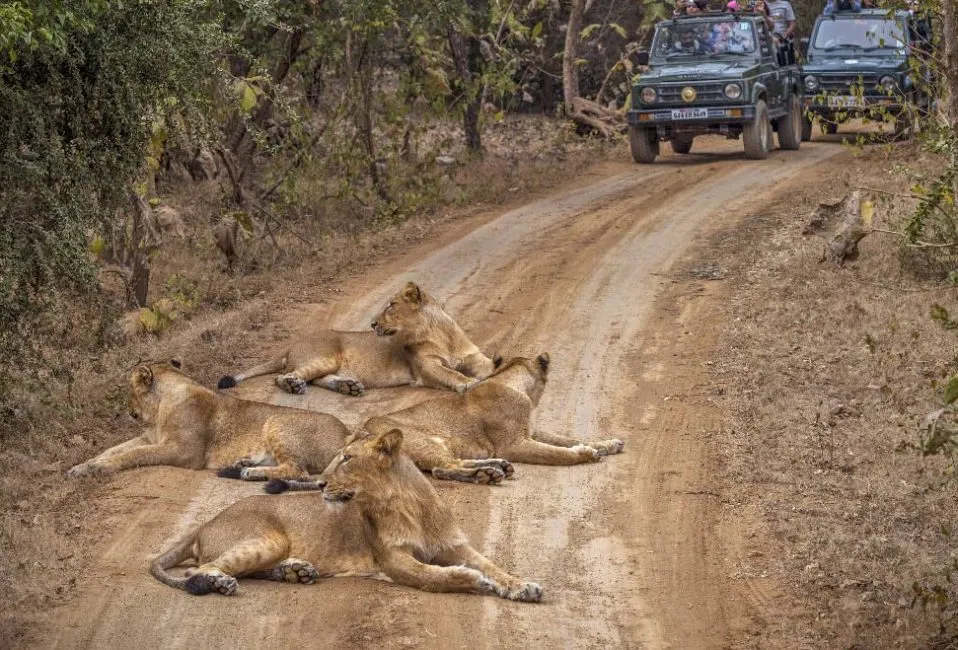 Gir Jungle Safari